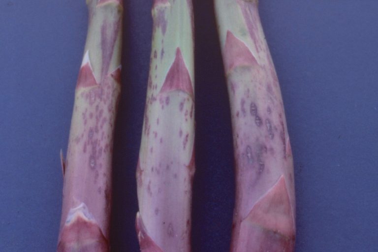Purple spot on asparagus spears (photo D. Johnson, Washington State University).