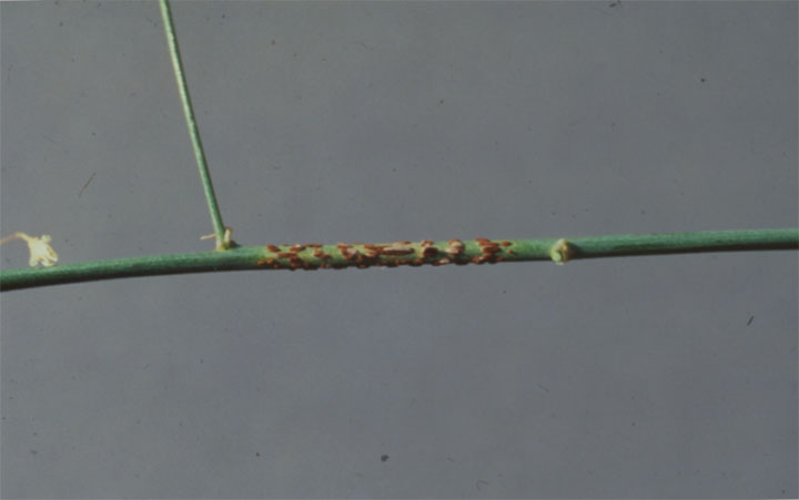 Brick-red pustules on a fern branch with rust.