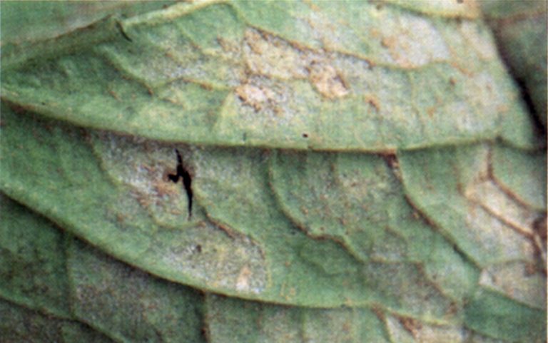 White mildew on lower side of turnip leaf caused by downy mildew. (Photo courtesy S.C. Bost, University of Tennessee).