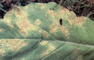 ellow leaf spots on upper side of turnip leaf caused by downy mildew. 