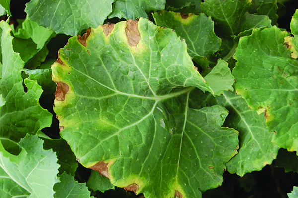 Kale with V-shaped lesions at the leaf margin caused by black rot.