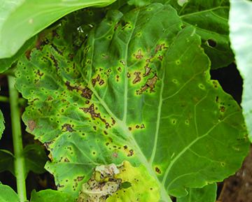 Kale leaf with Xanthomonas leaf spot.