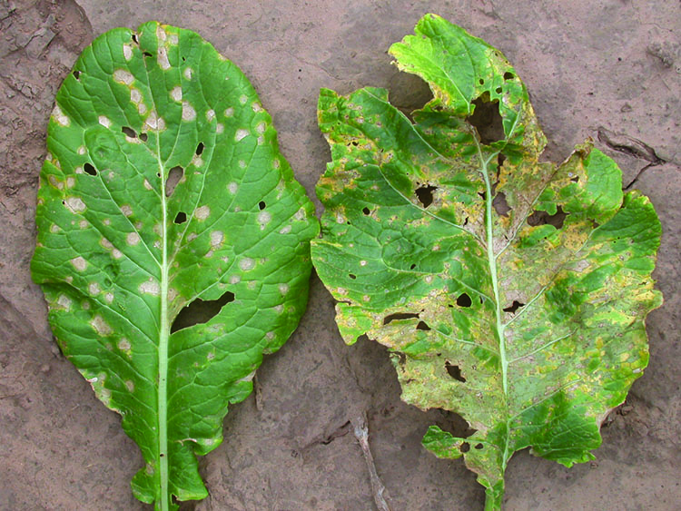 Turnip leaves with white spot caused by the fungus Cercospora (left) and Xanthomonas leaf spot caused by bacteria (right).