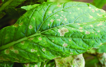 Anthacnose on turnip x mustard leaf.