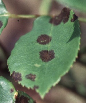 The primary symptom of black spot disease is circular black spots with fringed borders.