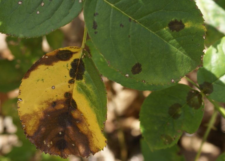 Over time, black spot lesions will merge to produce irregular spots. Leaves often turn yellow and drop prematurely.