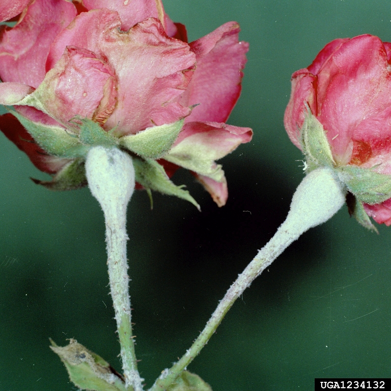 Two pink roses with a powdery mildew on the leaves and stems.