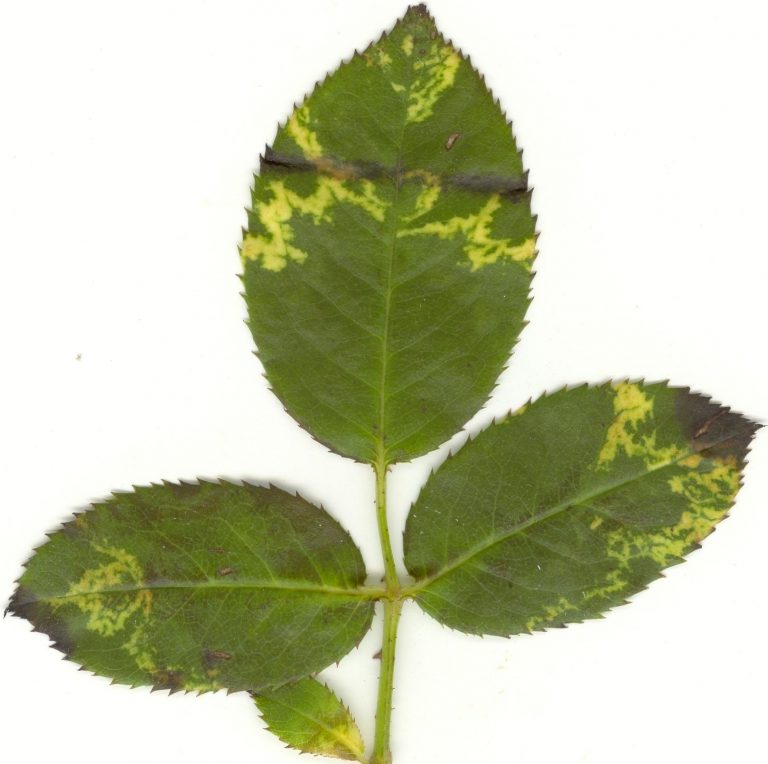 Rose leaf with rose mosaic disease.