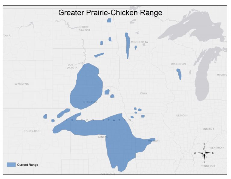 The greater prairie-chicken’s core distribution stretches from northeastern Oklahoma, through Kansas, Nebraska, and South Dakota.
