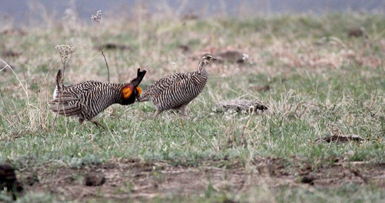A male and female greater prairie-chicken on a lek.