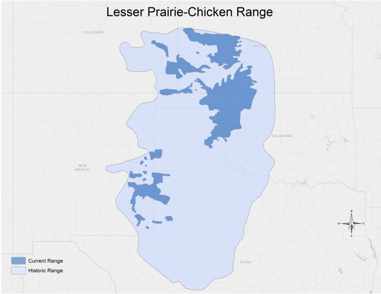 The lesser prairie-chicken is found in eastern New Mexico, West Texas, northwestern Oklahoma, western Kansas, and southeastern Colorado.