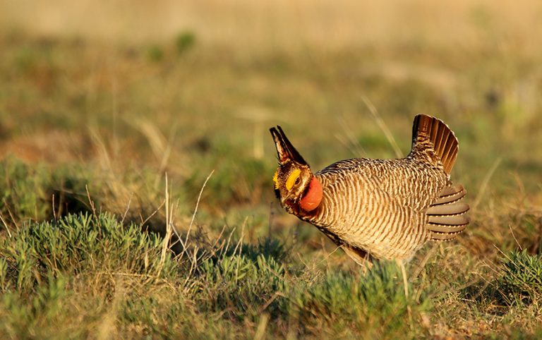 Male lesser prairie-chicken in a field.