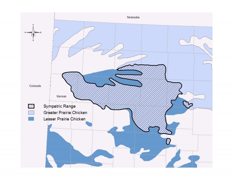 Lesser prairie-chicken and greater prairie-chicken ranges overlap in northwestern Kansas.