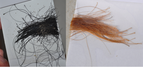 Tail hair samples. Note that the root bulbs (where the DNA is located) attached to the hair shaft are underneath the protective film and the excess hair past the edge of the hard has been removed.