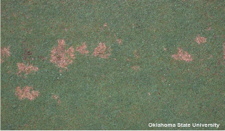 Grass showing symptoms of dollar spot on a putting green.
