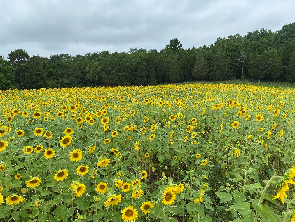 A field of blooming yellow sunflowers.