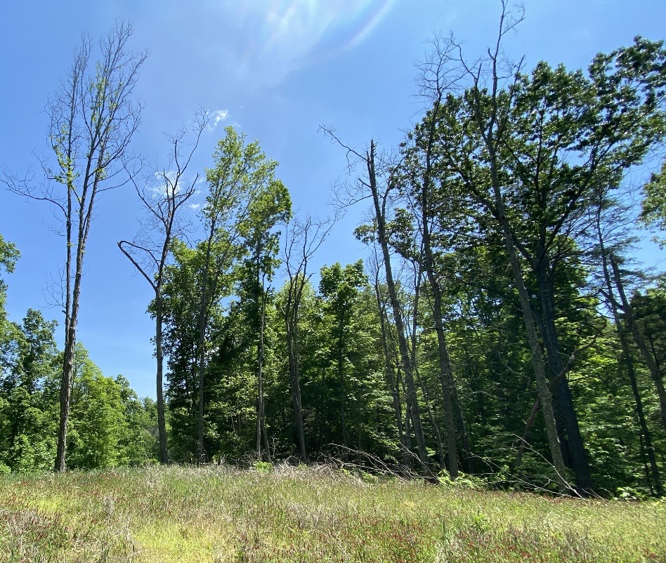 Dead tree around the edge of a dove field that were killed using the girdle-and-spray method.