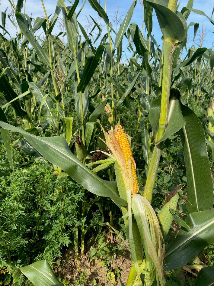 Weeds growing up into a row of corn.