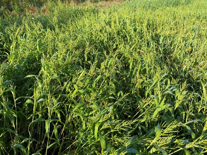 A field of several species of millet.