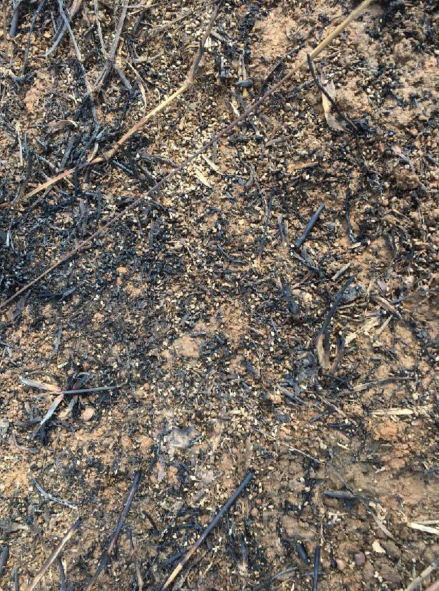 Browntop millet seed on top of the ground in a burned field.