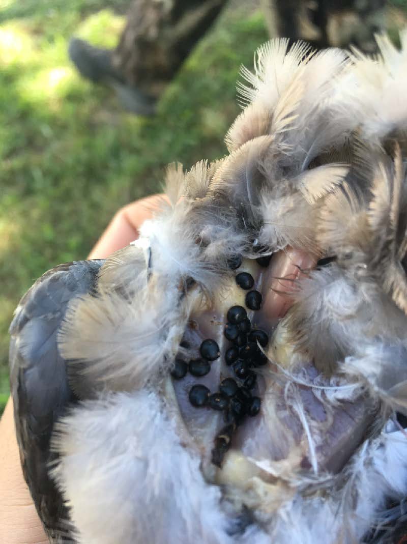 The inside of a dove's stomach containing pokeweed seeds.