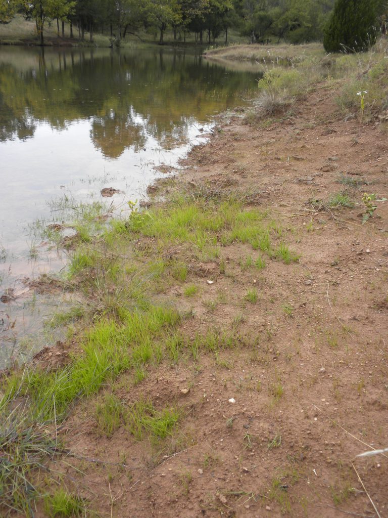 Shallow-sloping bare ground along a pond edge.