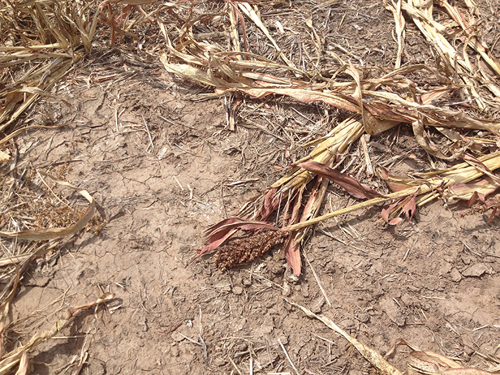 wheat seed for doves