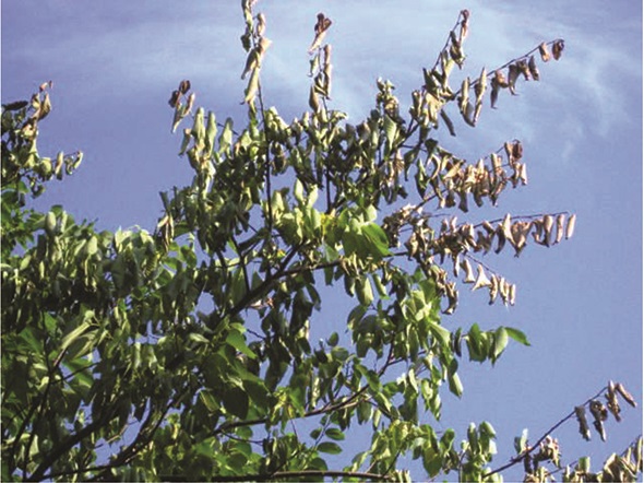 A tree with Dutch elm disease.