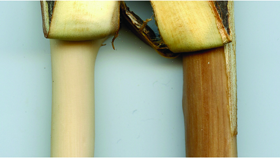 Peeling back the bark reveals normal sapwood of an uninfected branch (left) and discolored sapwood on a branch symptomatic for Dutch elm disease (right). 