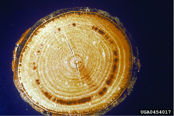  Characteristic brown spots in xylem ring of an elm branch infected with Dutch elm disease.
