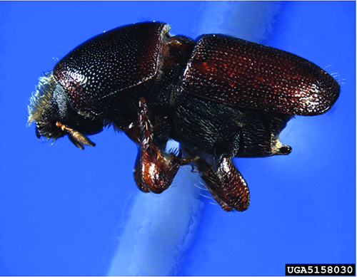 Adult smaller European elm bark beetle.