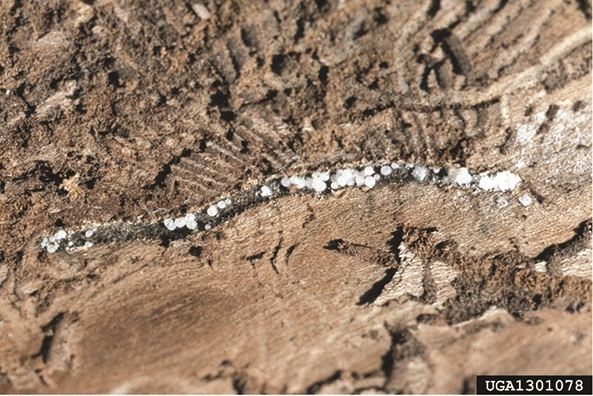 White fruiting bodies of Ophiostoma ulmi in bark.