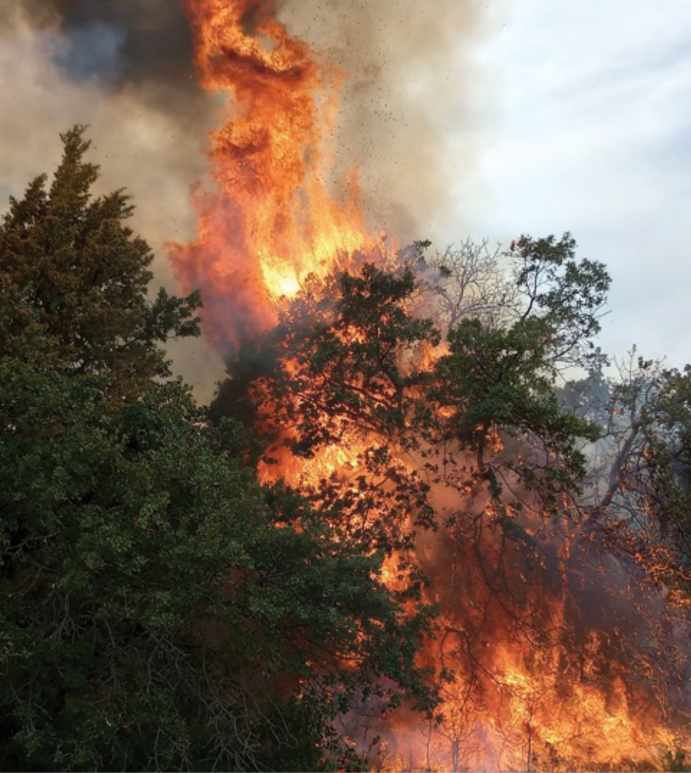 A forest with dark green trees that has a fire breaking out.