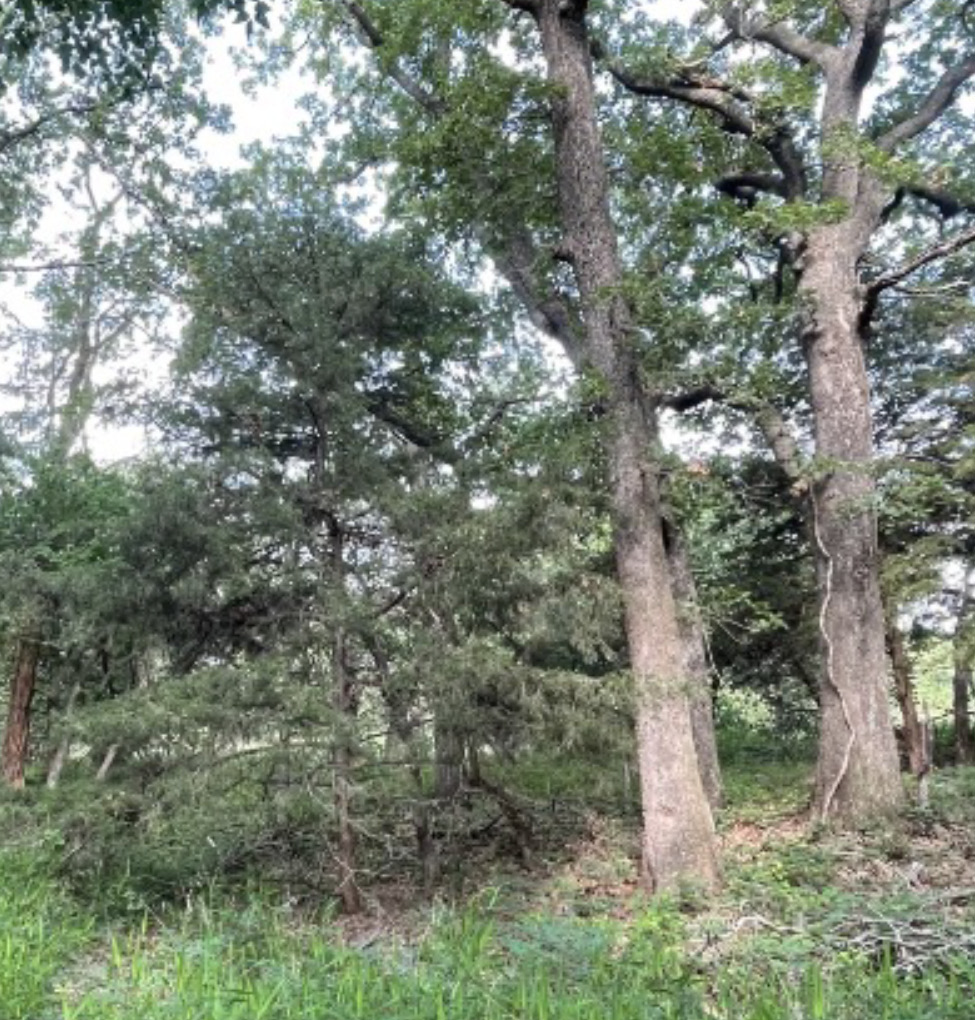 A green forest with tall trees.