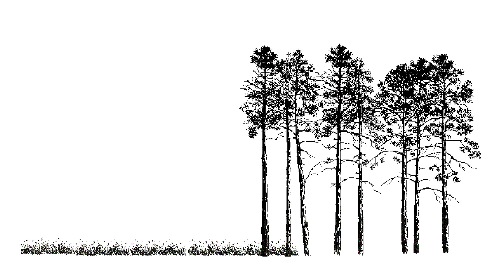 An illustration of a high contrast edge with an area of vegetative structures that leads to a wooded area.