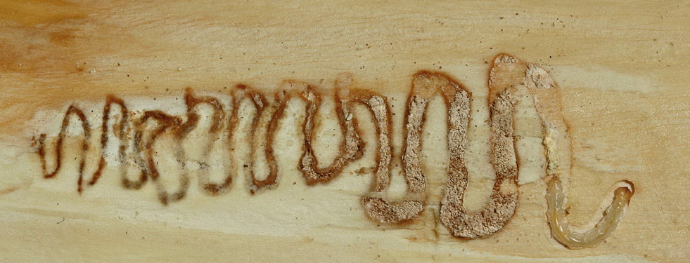 A zig-zag pattern created by an emerald ash borer in wood.