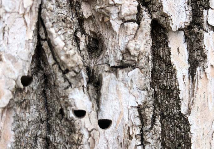 White bark with exit holes.