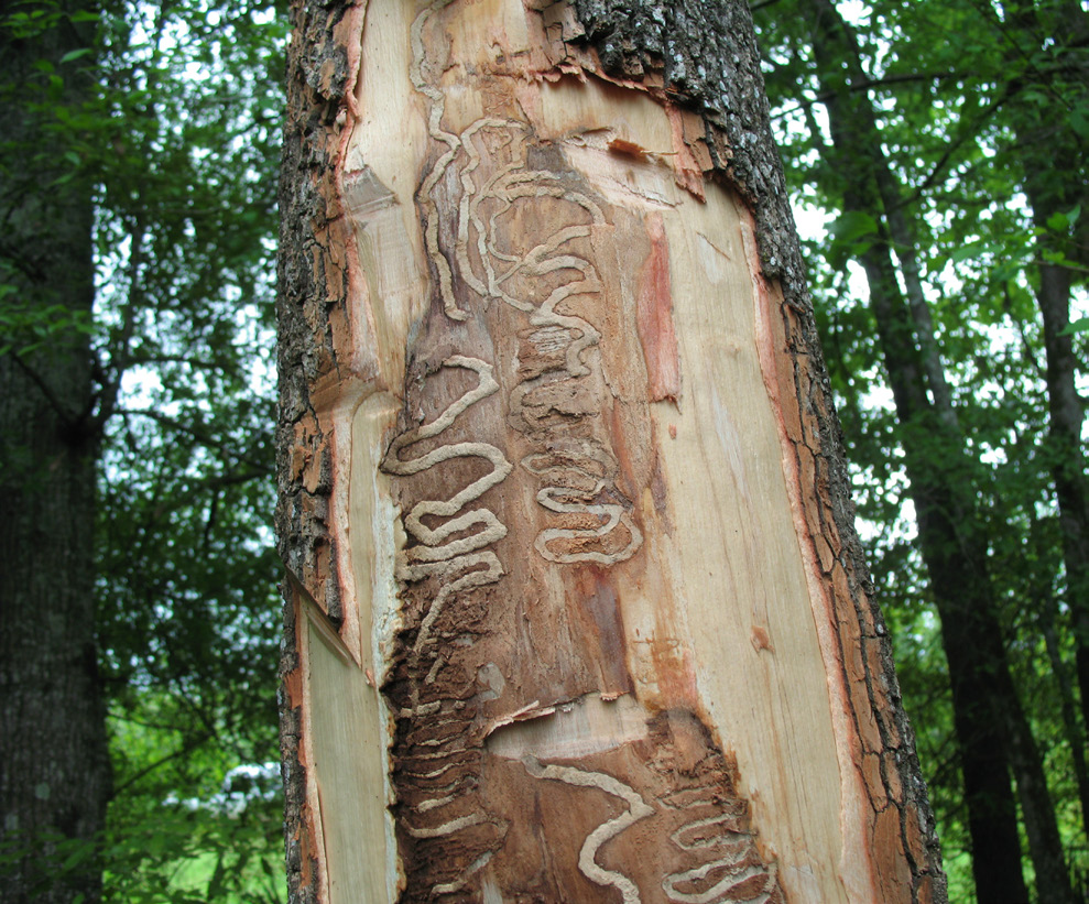 A tree with bark removed to see the emerald ash bore path.