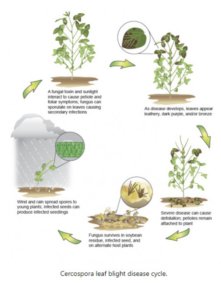 A flowchart of the Cercospora leaf blight disease cycle. A fungal toxin and sunlight interact to cause petiole and foliar symptoms; fungus can sporulate on leaves causing secondary infections. This flows into A disease develops, leaves appear leathery, dark purple, and/or bronze. This then flows to Severe disease can cause defoliation, petioles remain attached to plant. Flows into Fugus survives in soybean residue, infected seed, and on alternate host plants. This flows into Wind and rain spread spores to young plants; infected seeds can produce infected seedlings. This then flows back into the original piece.
