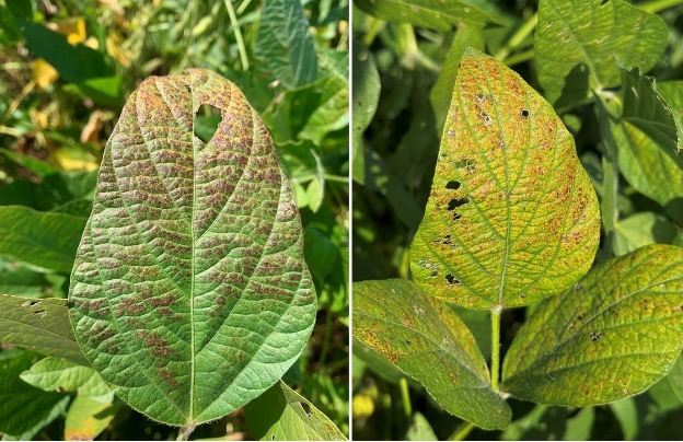 A side by side comparison of two leaves with symptoms of Cercospora leaf blight.