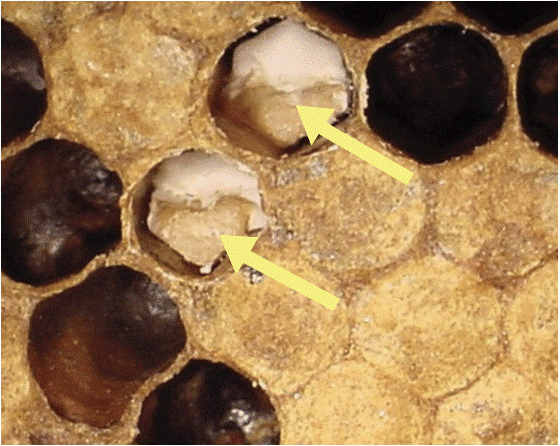 Chalkbrood in circular cells where yellow arrows point to the white, round chalkbrood. Around the white are darker circular pieces.