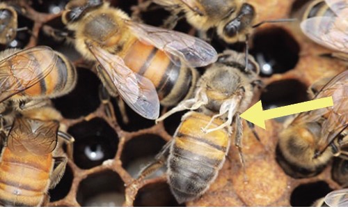Honeybees close together in a group. A yellow arrow points to the wings on a bee to the right.