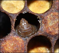 Brown tip of larva peeking through a dark, circular hole.