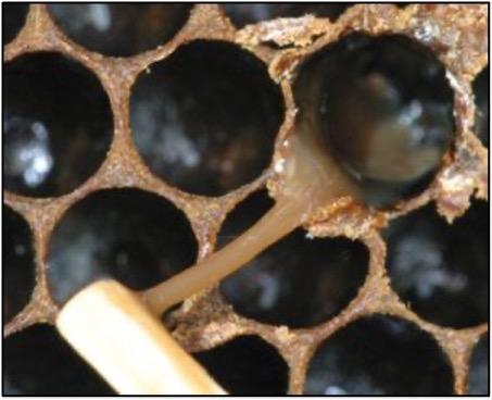 Dark circular cells are next to a cell that has a liqified larva. The liquified larva has a brown, stringy substance pulling from it with a match stick.