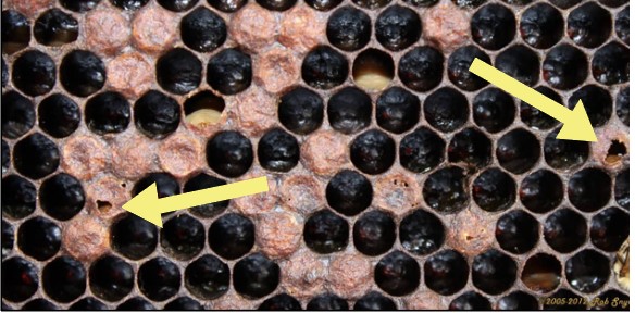 Brood cells. The cells are dark, circular sections arranged in lines across a lighter brown surface. Two arrows point to concaved cells where the lighter surface has been torn open.