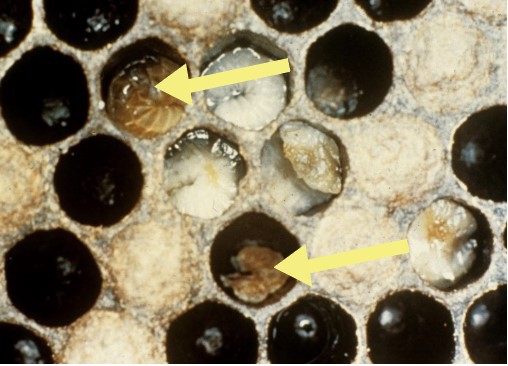 EFB in light tan pupal cells. The pupal cells are round and have lines across them. Each pupal cell in arranged in the midst of the normal, dark colored cells and identified with a yellow arrow.