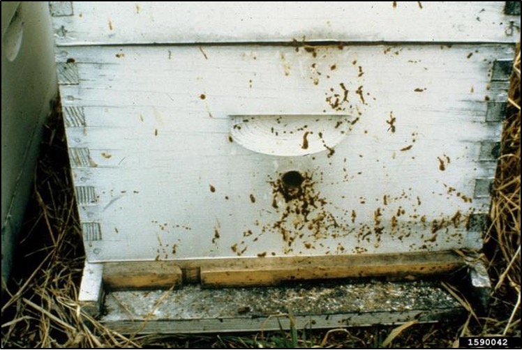 A white wooden beehive with brown spots on the entrance.