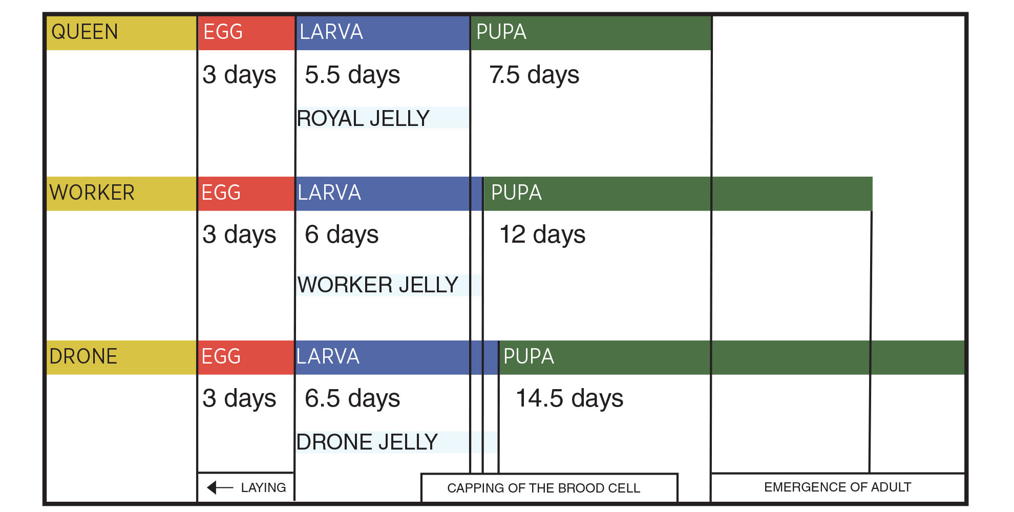 Table for honeybee stages and development. Workers are color coded to yellow and each eggs has 3 days duration. A royal jelly larva remains such for 5.5 days, and its pupa 7.5 days. The worker jelly bee is larva for 6 days and pupa for 12 days. The drone jelly bee is larva for 6.5 days and pupa for 14.5 days. Laying happens in egg stage, capping of the brood cell happens between larva and pupa, and all are adults after the pupa stage ends.