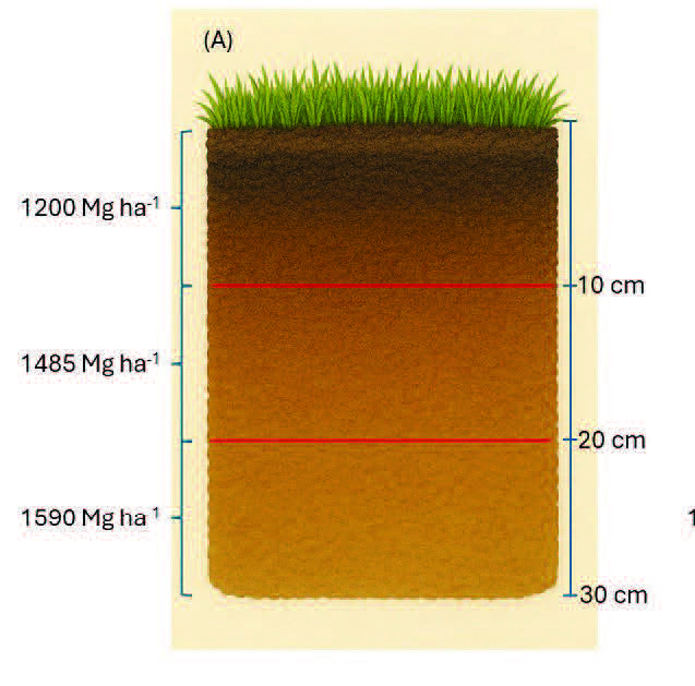 Core (A) shows three uniform layers from 0–30 cm with masses labeled 1200, 1485, and 1590 Mg ha⁻¹.