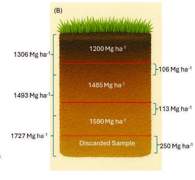 Core (B) shows uneven layer masses (1306, 1493, and 1727 Mg ha⁻¹) and demonstrates adjustments: soil is removed from the top layer and added to the middle, then excess from the middle is moved to the bottom, and extra soil from the bottom is discarded. Red horizontal lines mark the 10 cm, 20 cm, and 30 cm depths, and brackets indicate the amounts of soil shifted or removed.
